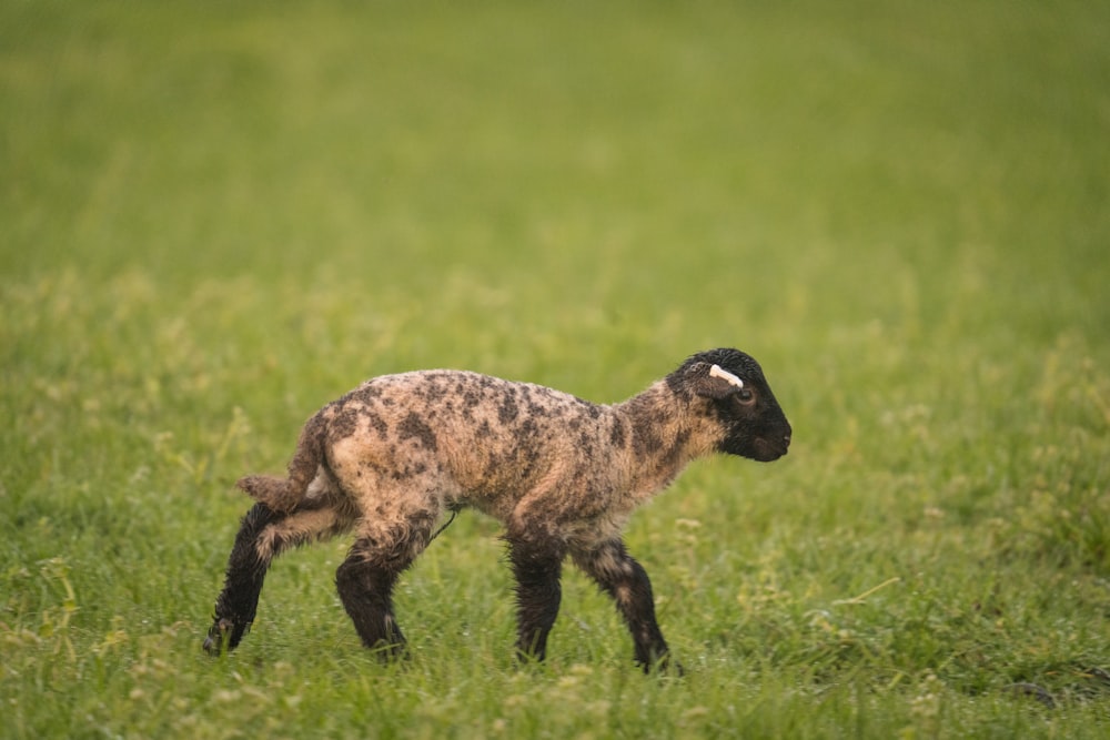 a baby lamb standing in a grassy field