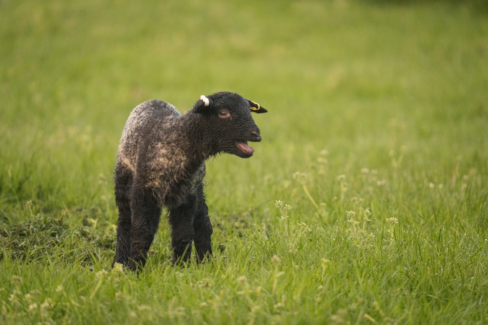 um filhote de ovelha em pé em um campo gramado