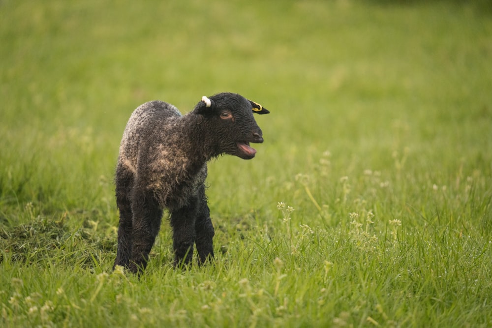 a baby sheep standing in a grassy field