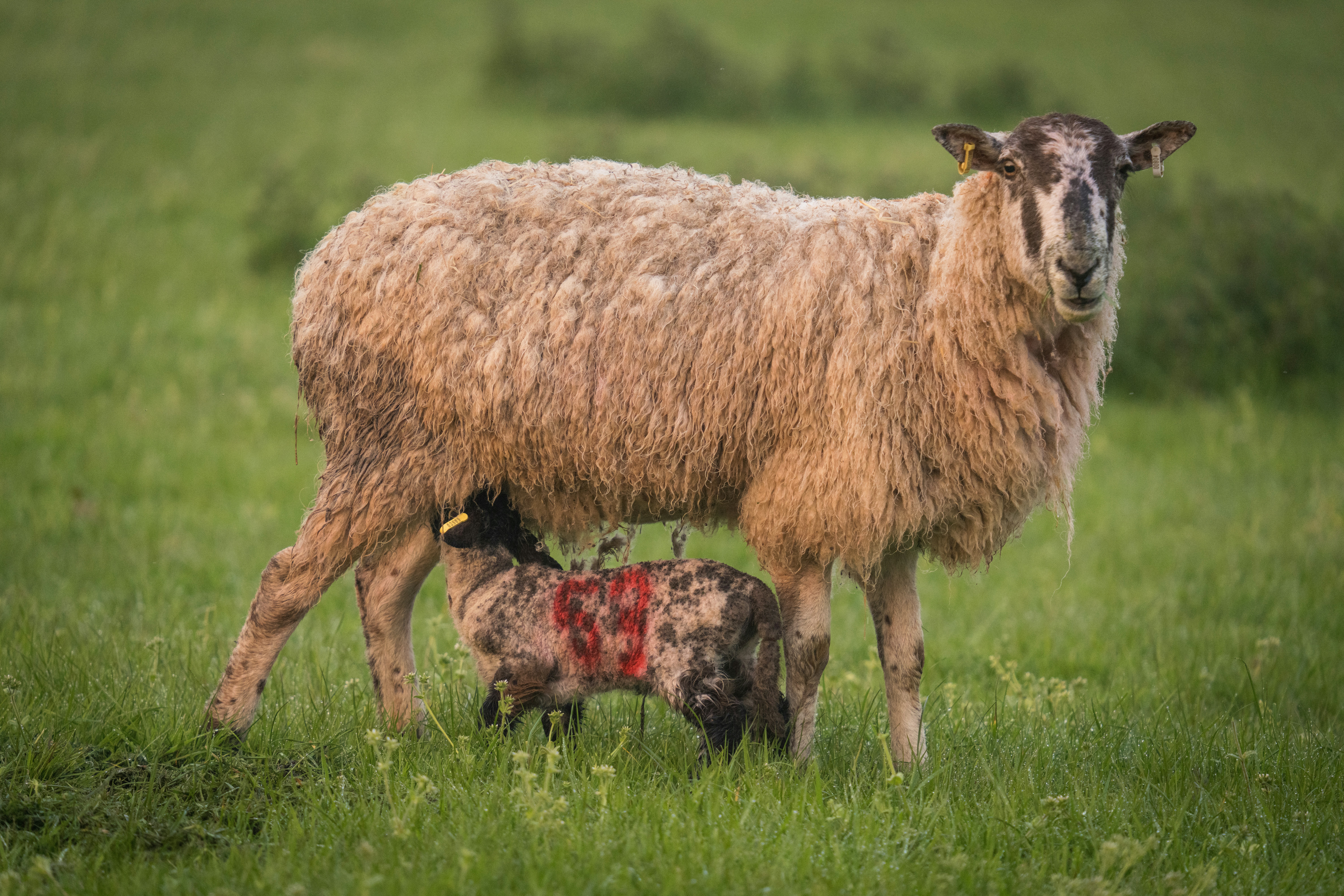 Una oveja madre y su oveja bebé en un campo