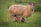 a mother sheep and her baby sheep in a field