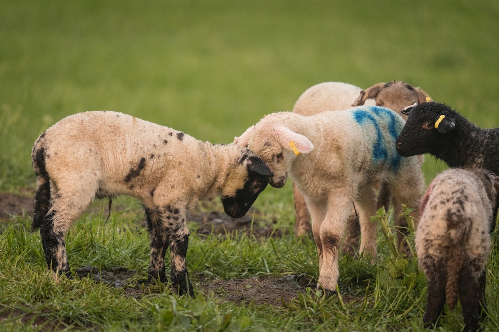 a herd of sheep standing on top of a lush green field