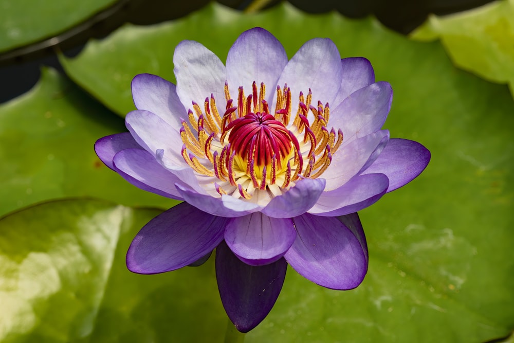 a purple flower with yellow stamens in a pond
