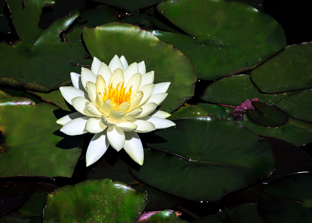 a white and yellow water lily in a pond