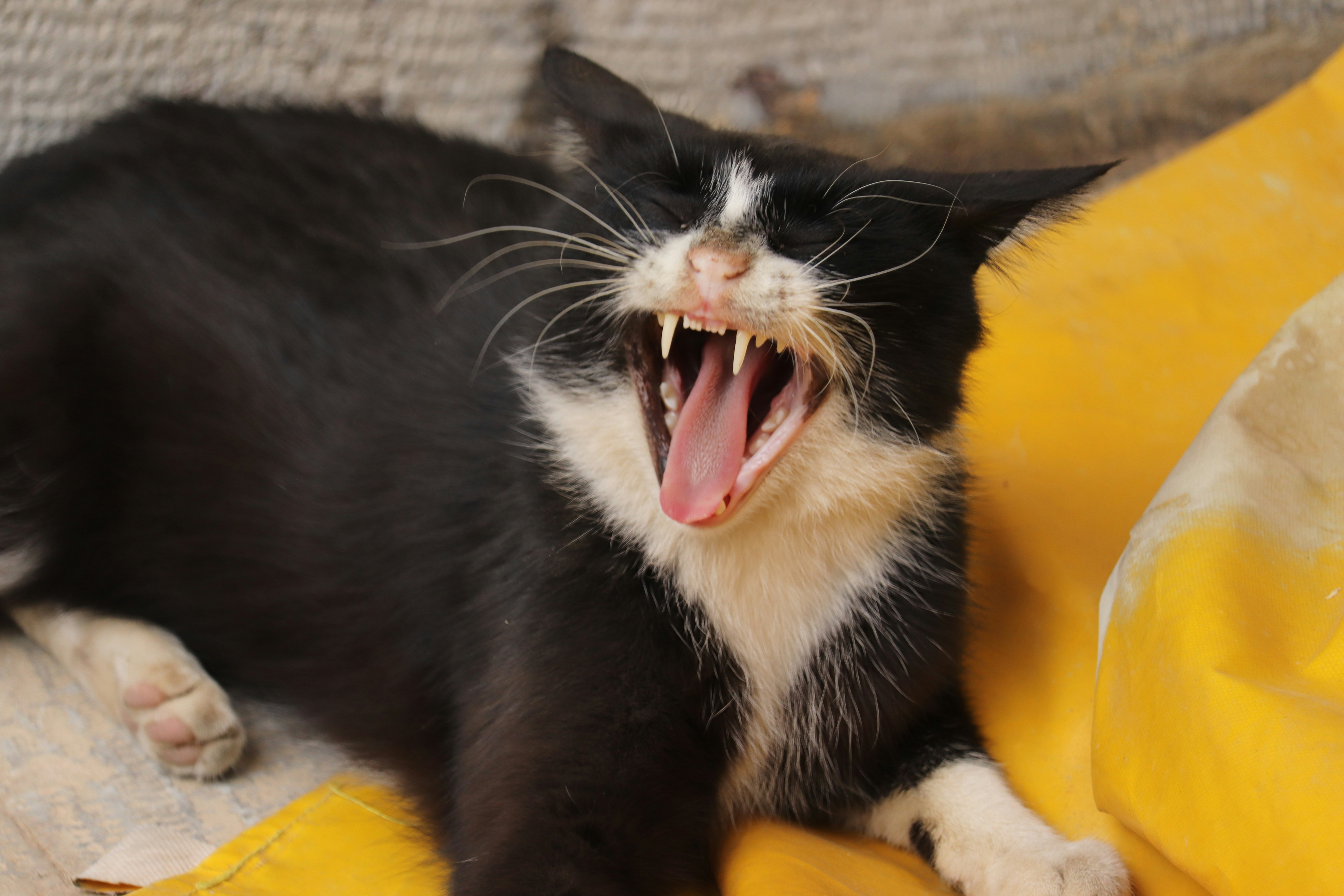 Photo by sinabahar76