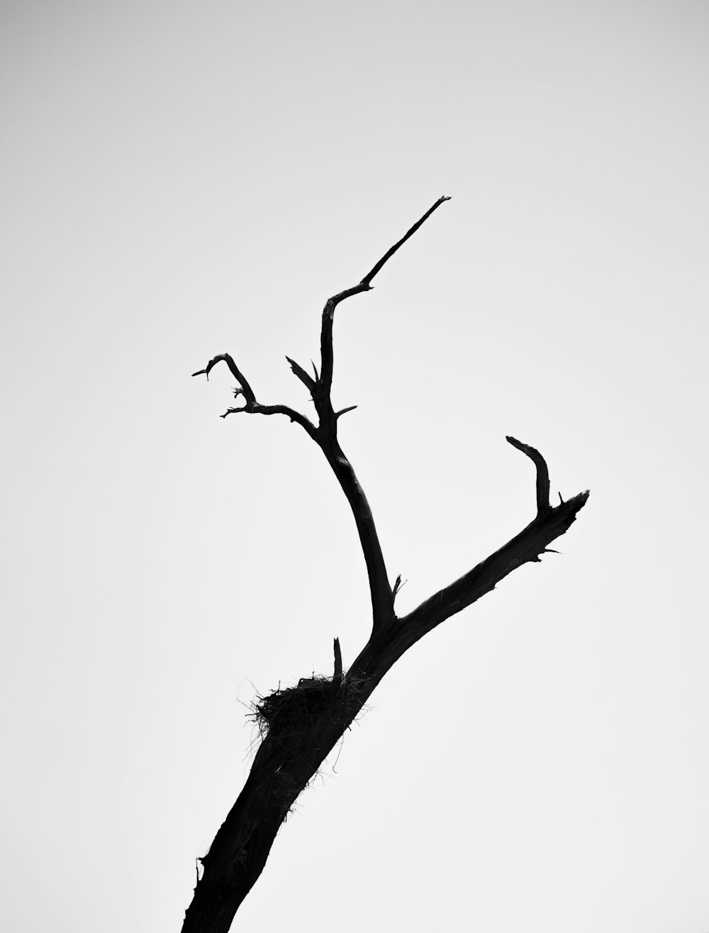 a black and white photo of a dead tree