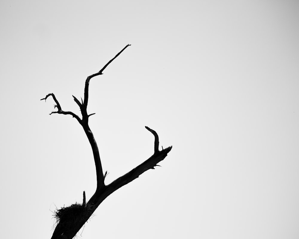 a black and white photo of a dead tree