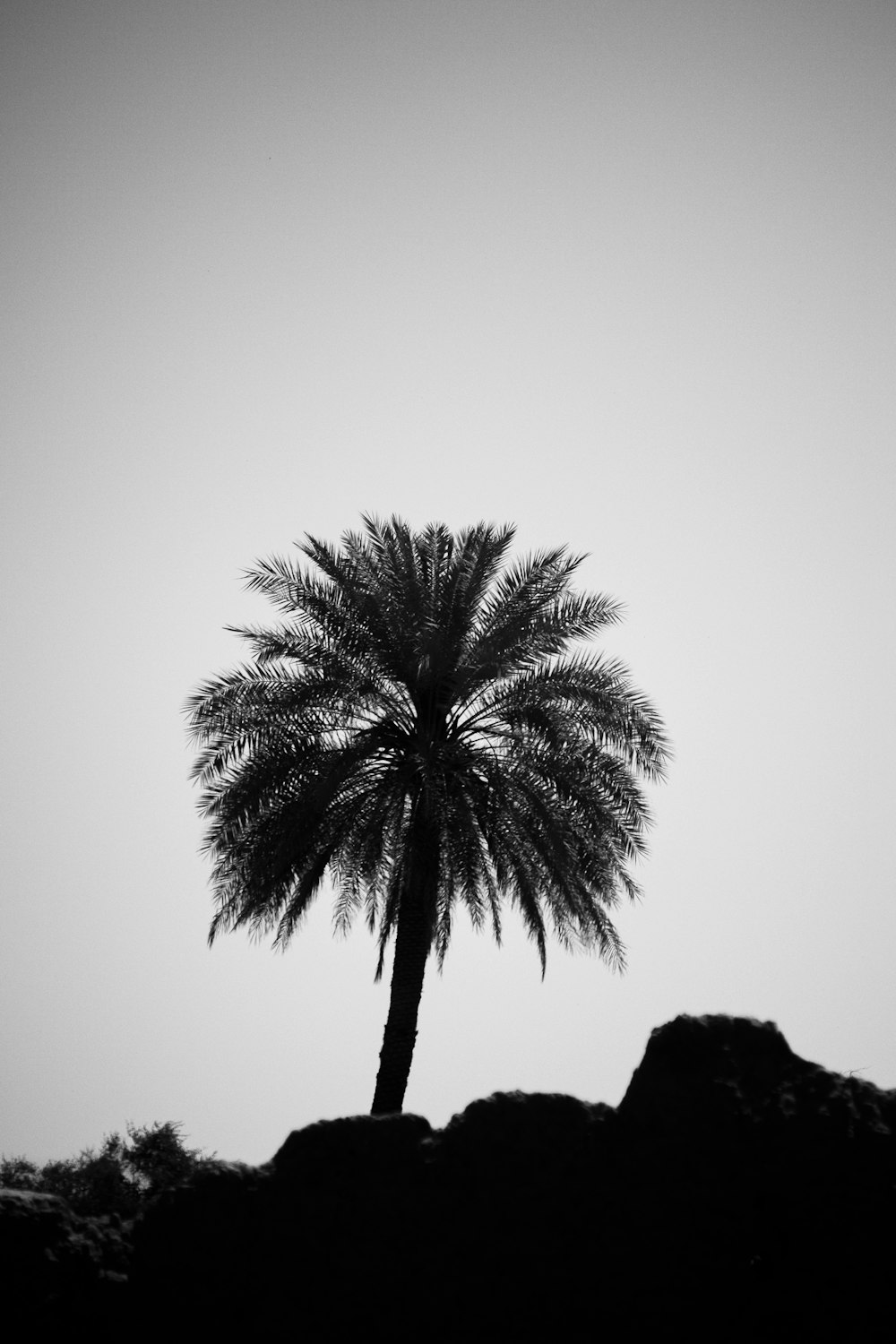 a black and white photo of a palm tree