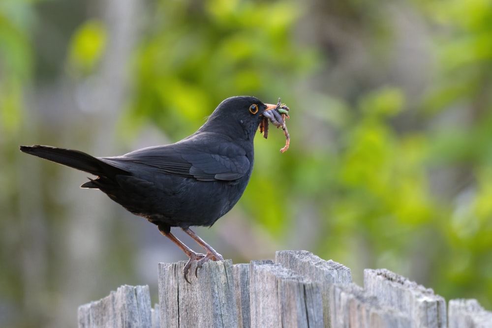 a black bird with a piece of food in its mouth