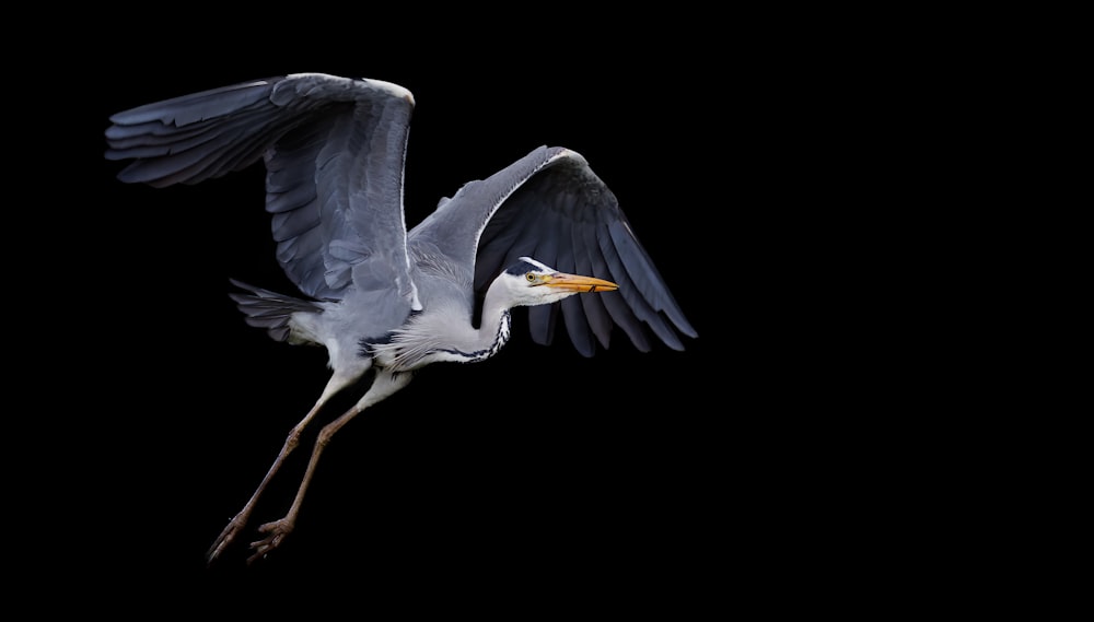 a large bird flying through the air with it's wings spread