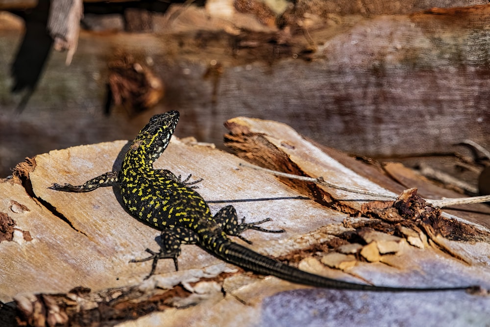 a yellow and black lizard sitting on a piece of wood