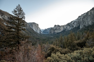 A scenic view of native forests in Araucanía, Chile.