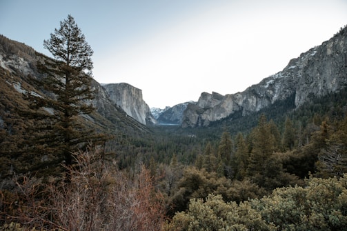 A scenic view of native forests in Araucanía, Chile.