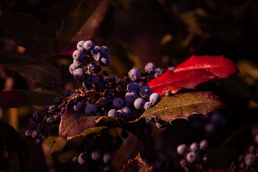 a close up of berries and leaves on a tree