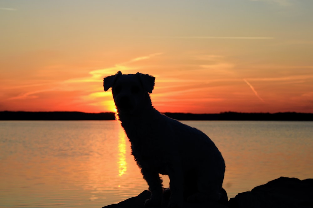 a dog is sitting on a rock near the water