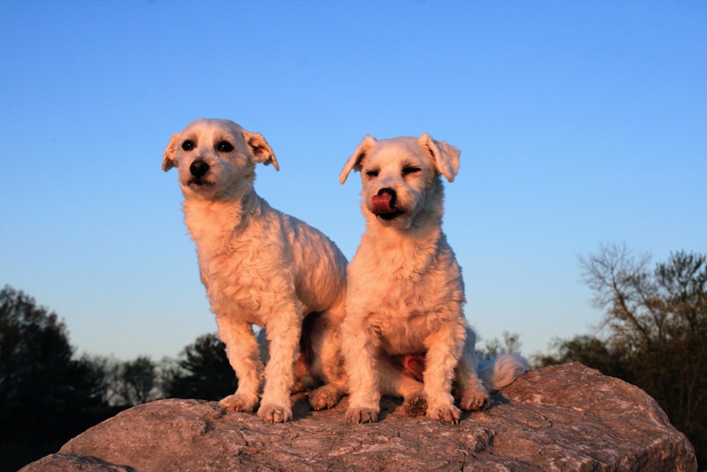 two white dogs sitting on top of a rock