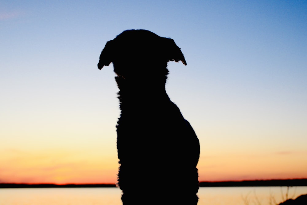 a silhouette of a dog in front of a sunset