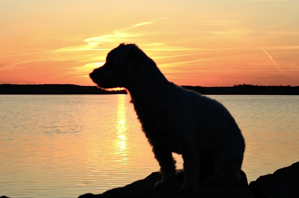 a dog sitting on a rock looking out at the water