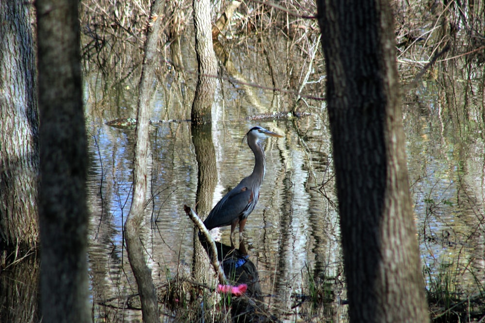 a bird standing on a tree branch in a swamp