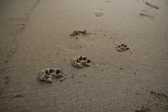 Several animal paw prints lead across a smooth sandy surface, alongside faint human footprints.