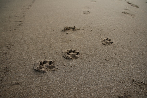 Several animal paw prints lead across a smooth sandy surface, alongside faint human footprints.