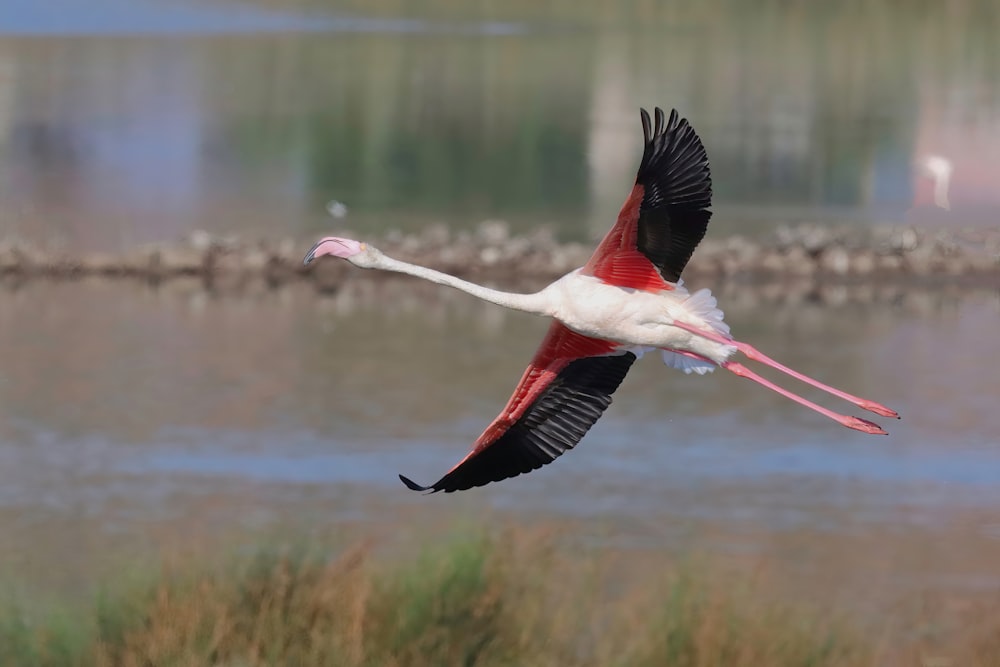 Un oiseau rose et blanc survolant un plan d’eau