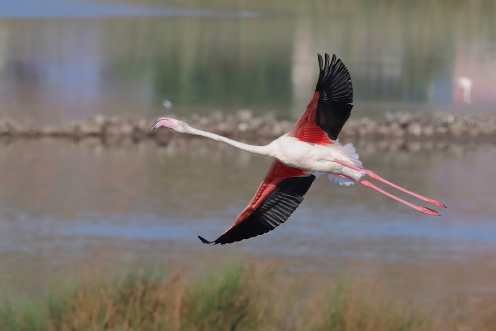 a pink and white bird flying over a body of water