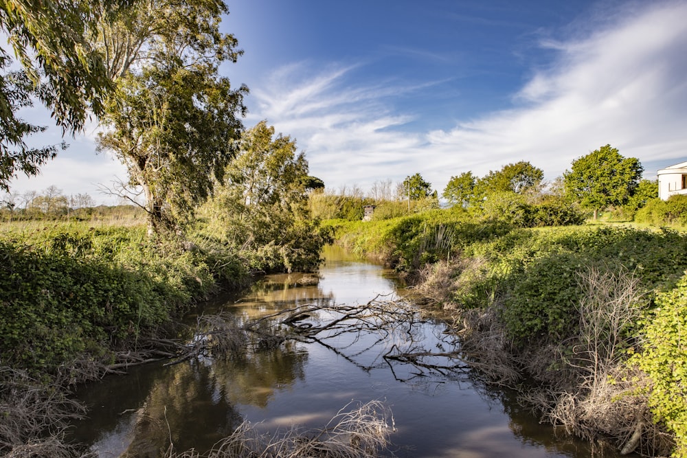 a river running through a lush green forest