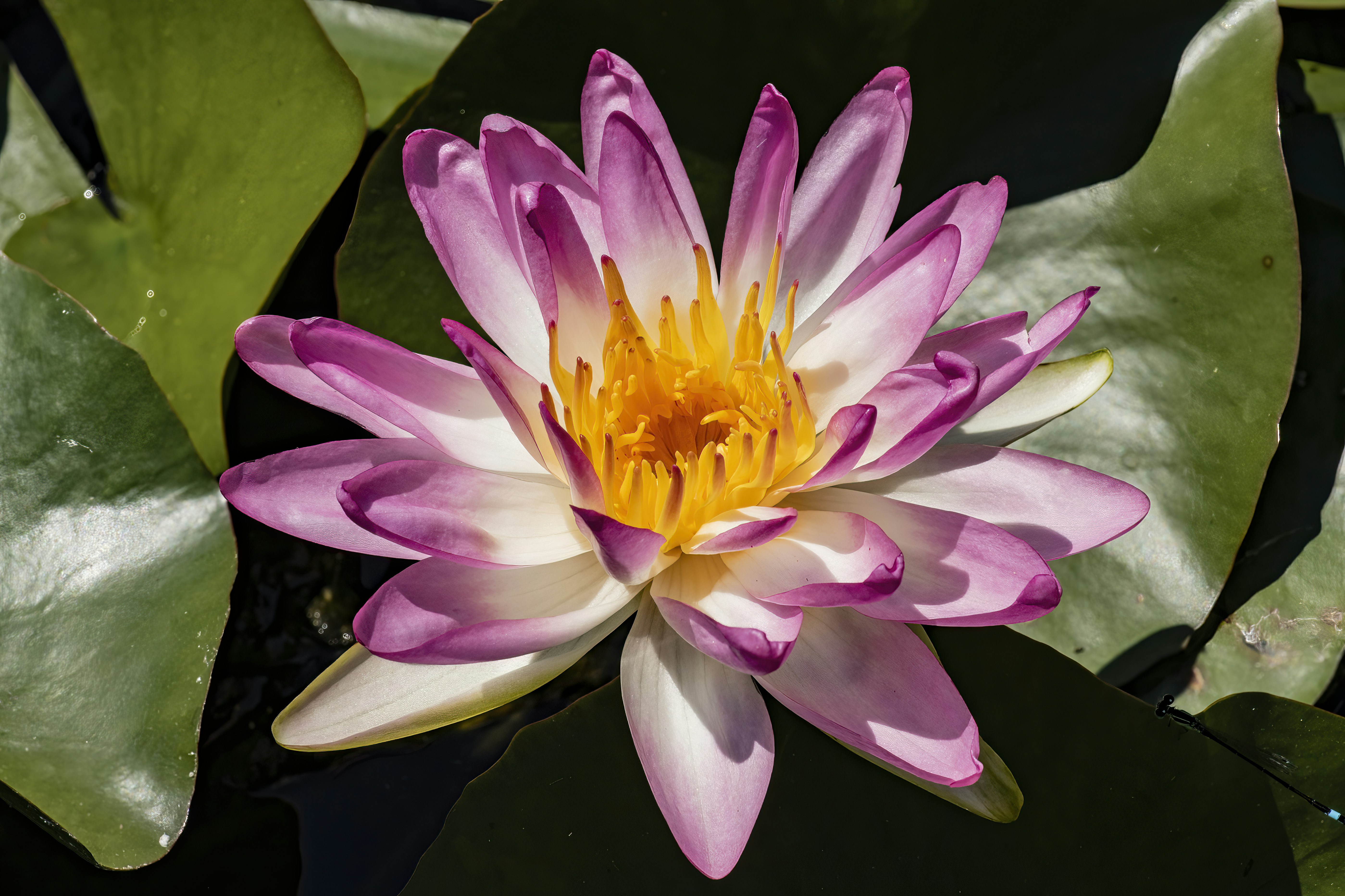 Photo by jddartphotographer