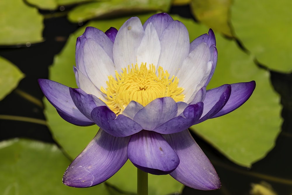 a purple and white water lily in a pond