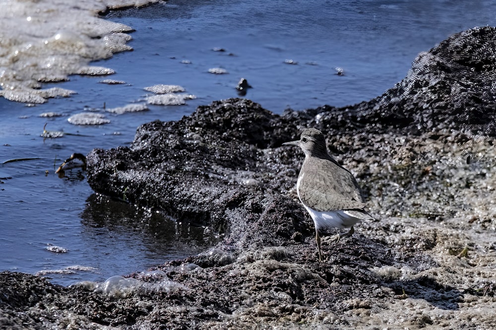 a bird standing on a rocky beach next to the ocean