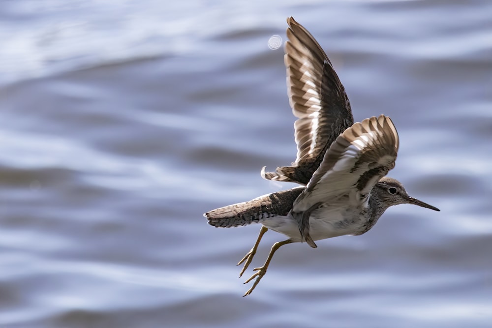 Un uccello che vola sopra uno specchio d'acqua