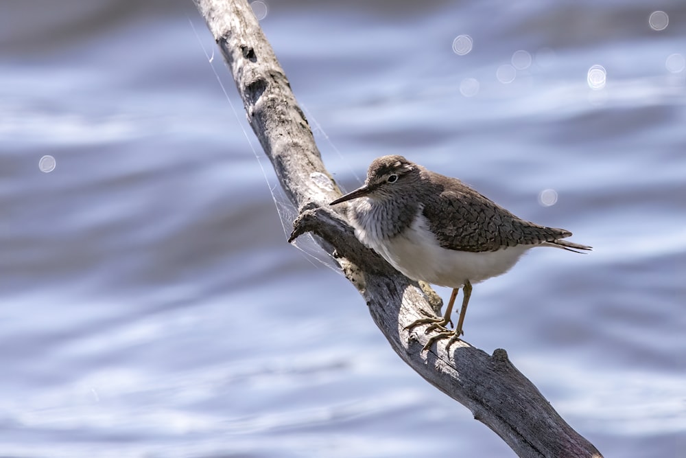 a small bird perched on a branch by the water