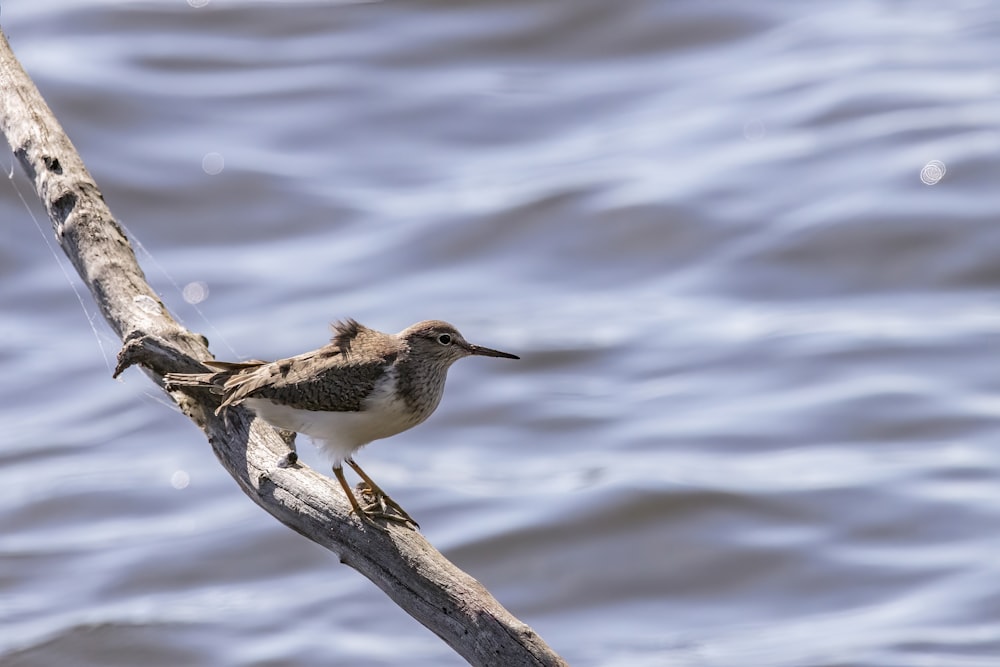 a bird sitting on a branch in front of a body of water