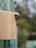 A wooden birdhouse is mounted outdoors with a bee or similar insect flying near the entrance. The background is blurred, suggesting a natural, outdoor setting with greenery.