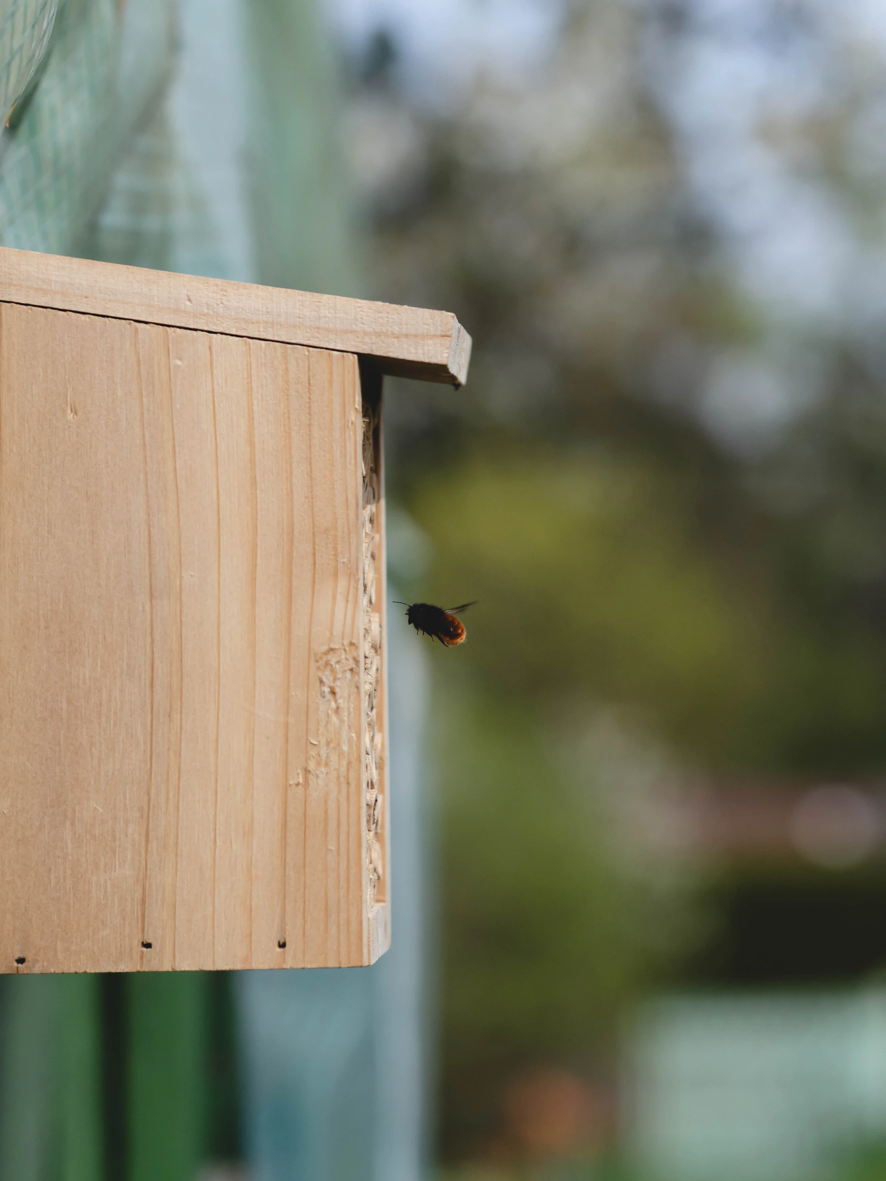 A small dark bee with a rusty-orange abdomen in flight toward the front of a plain wooden nest box with an overhanging roof