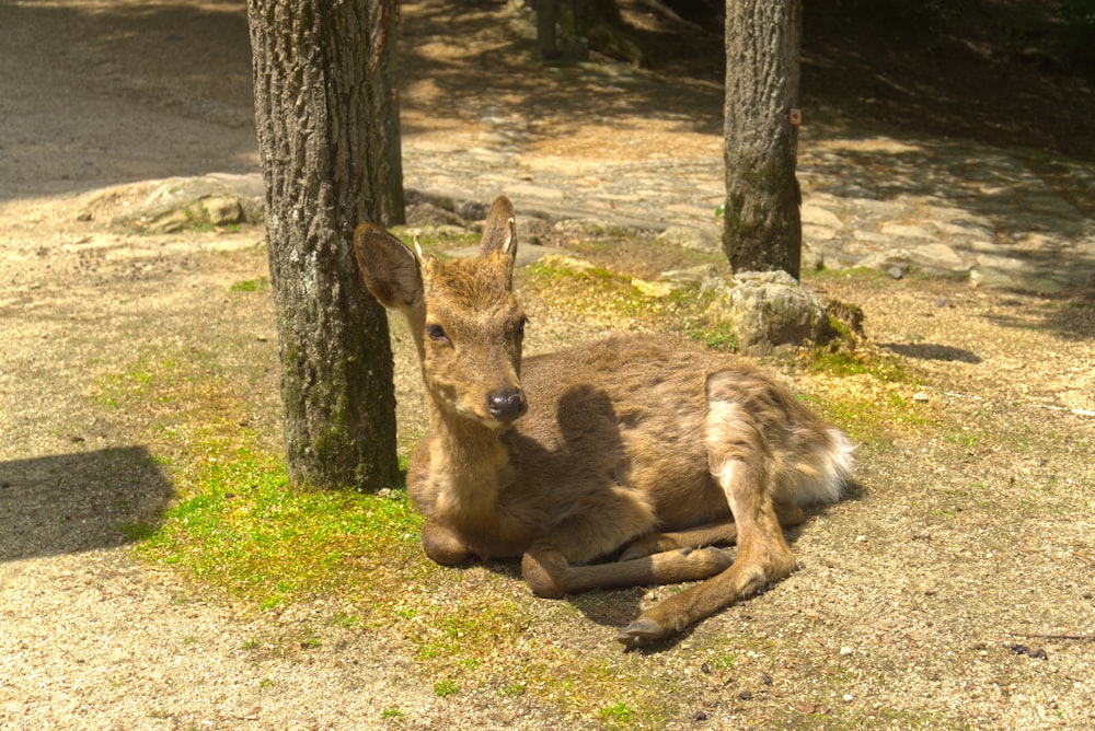 a deer laying on the ground next to some trees