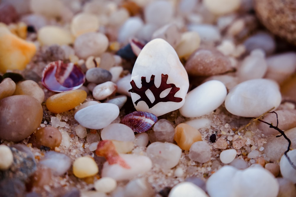 a close up of rocks and shells on a beach