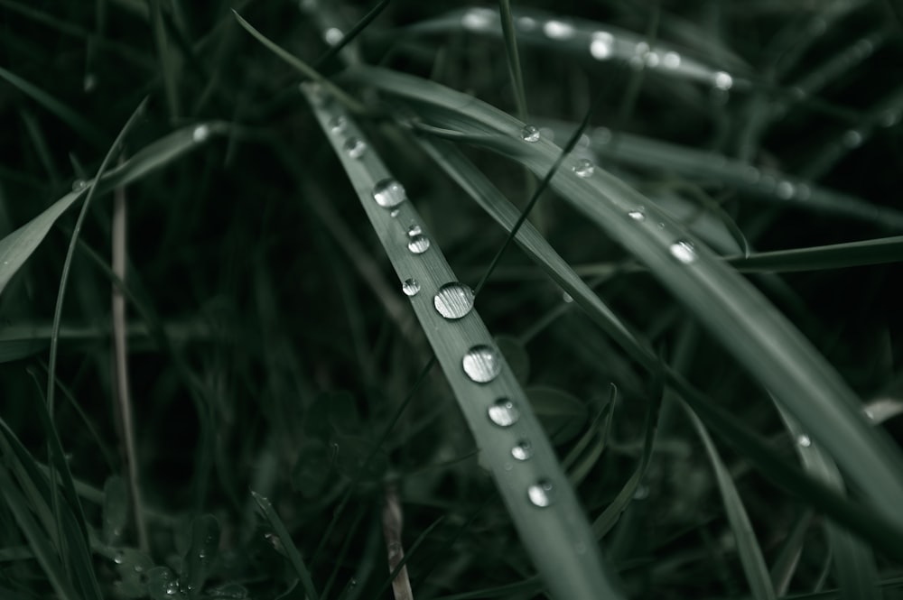 um close up de gotículas de água em uma lâmina de grama