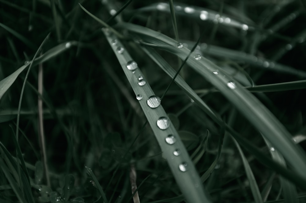 un gros plan de gouttelettes d’eau sur un brin d’herbe