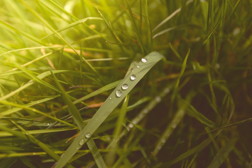 a close up of a grass with water droplets