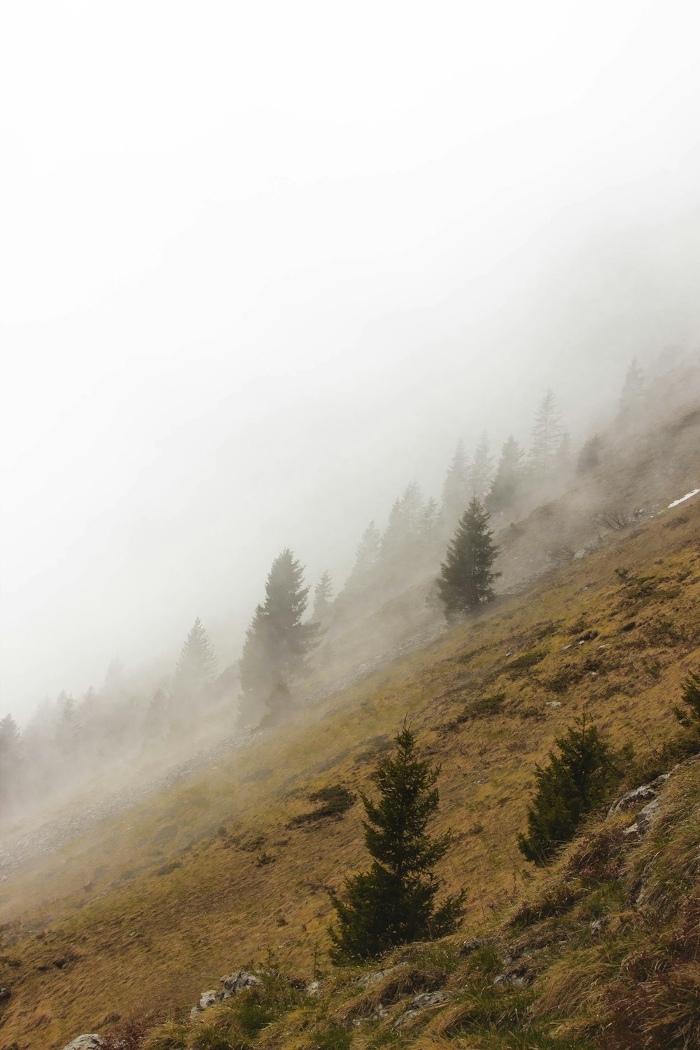 a foggy hillside with trees on the side of it