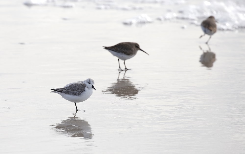 a couple of birds that are standing in the sand