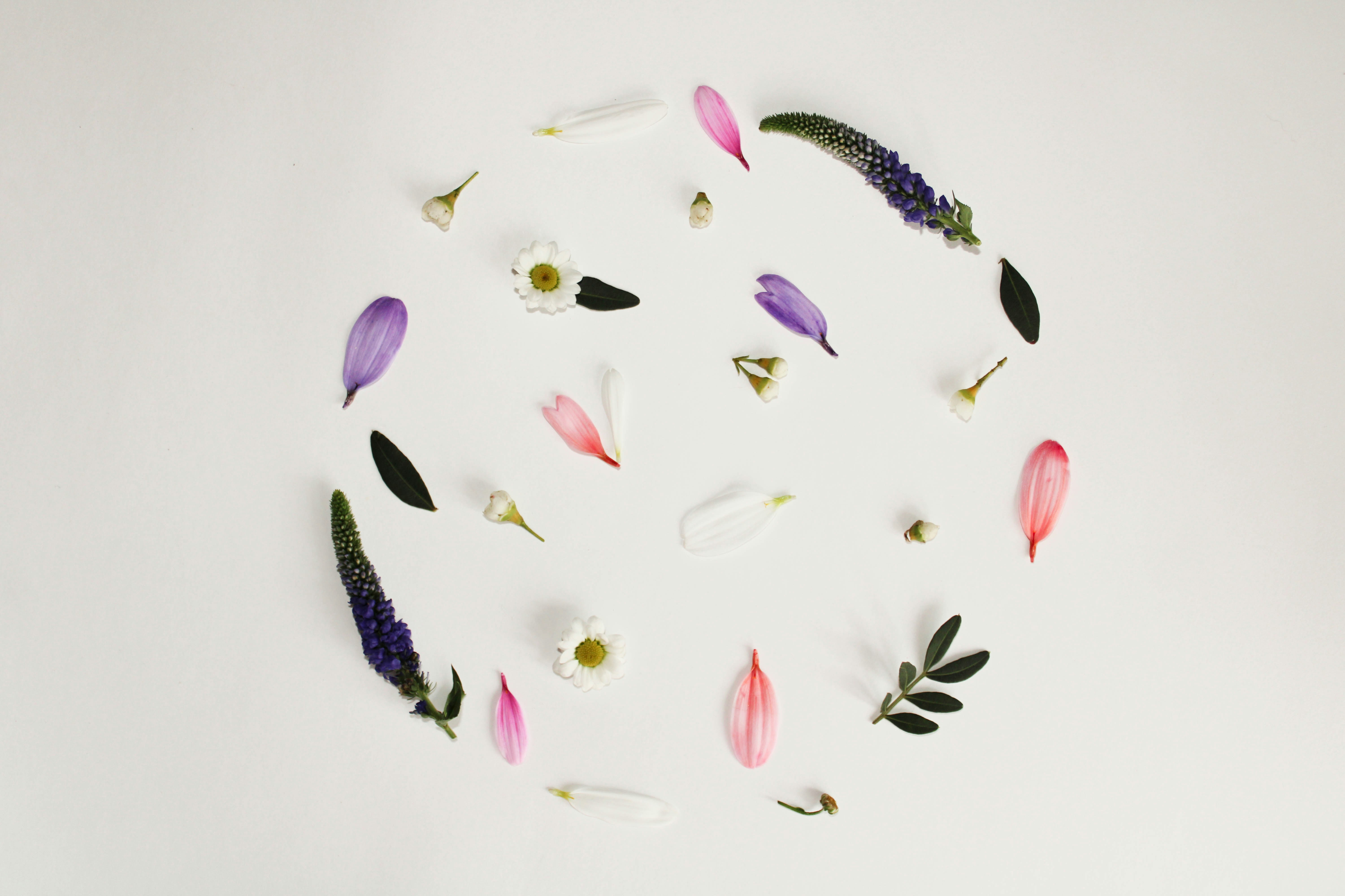 ein Kreis aus Blüten und Blättern auf weißer Fläche