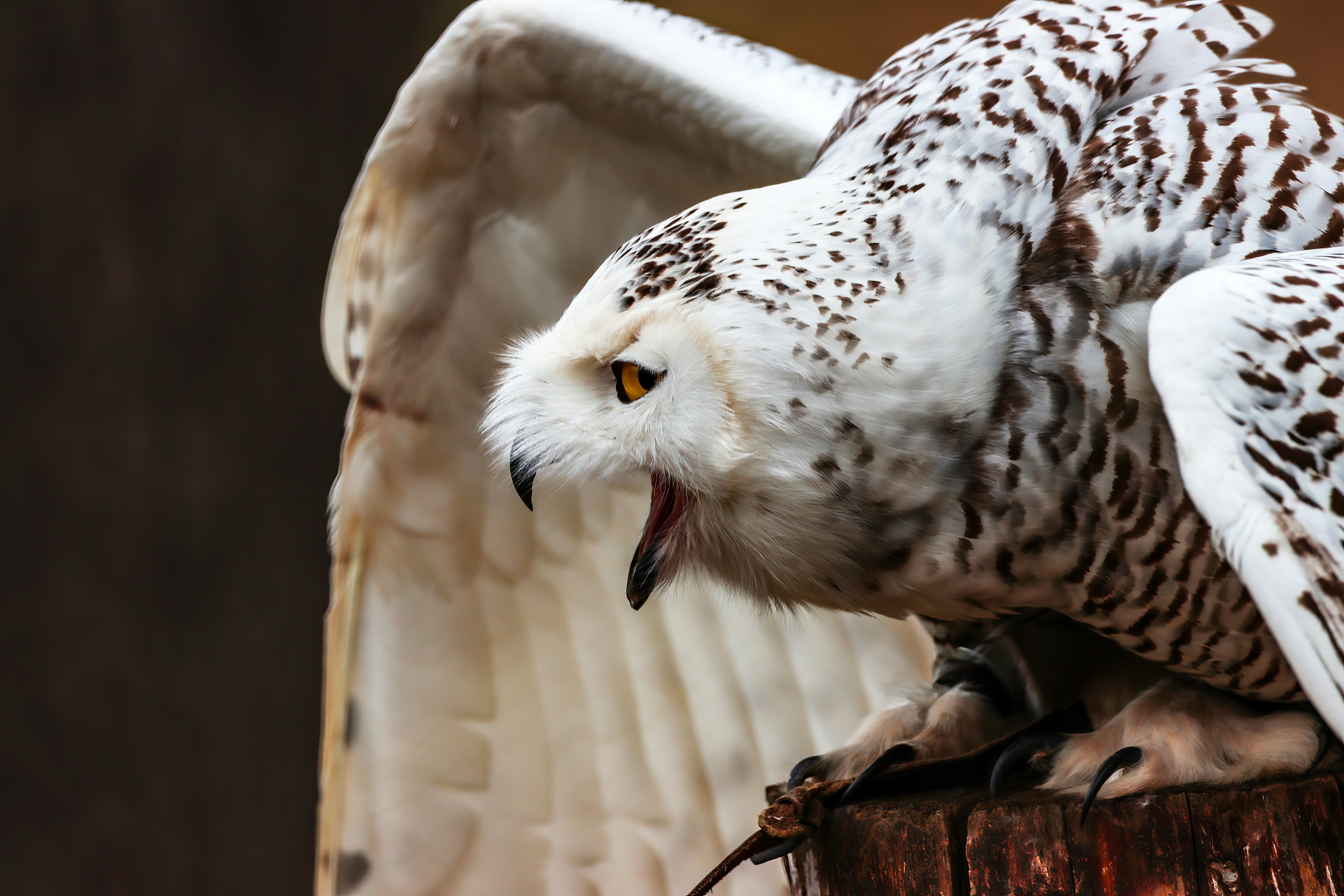 Photo by jddartphotographer