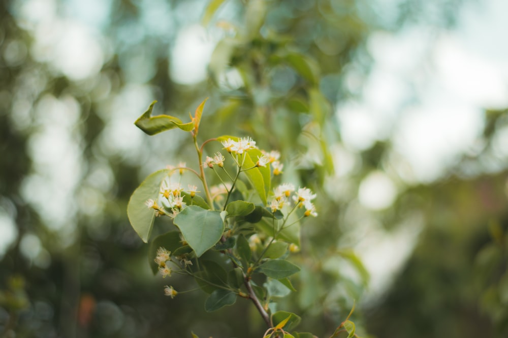 a branch with white flowers and green leaves