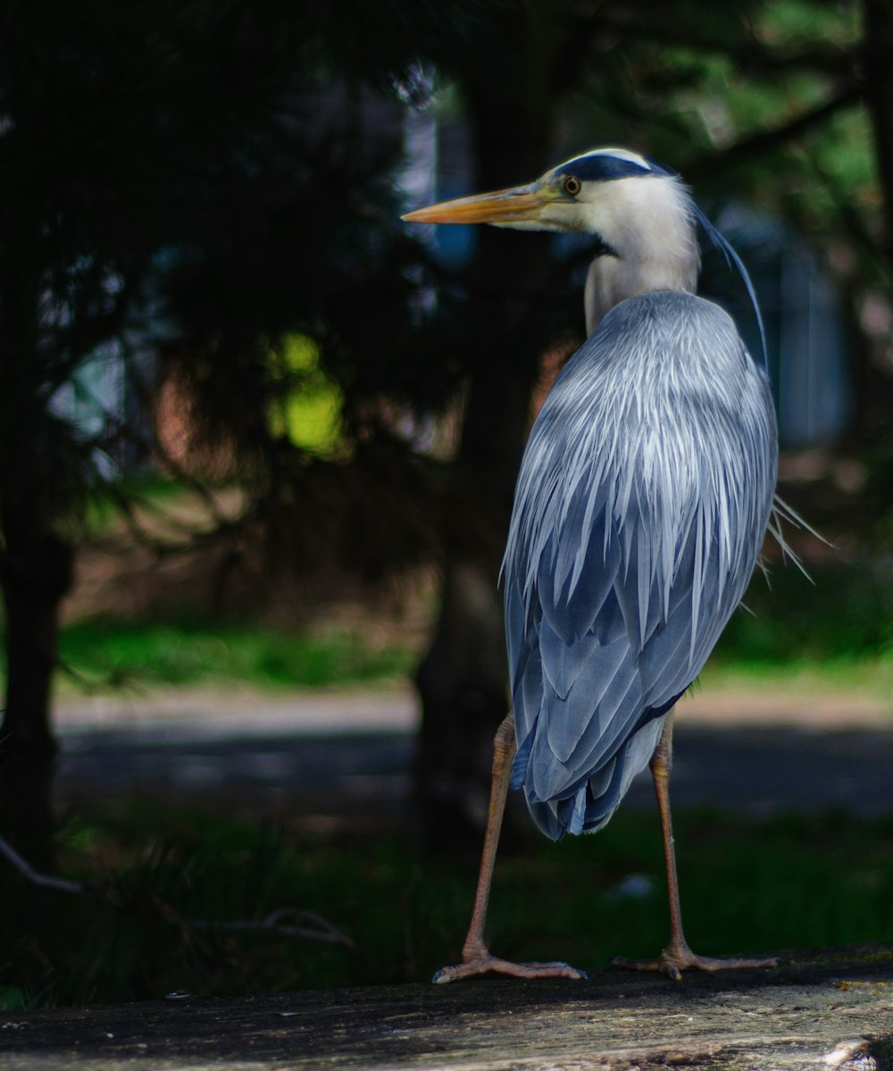 a blue heron standing on a log in a park