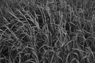 a black and white photo of tall grass