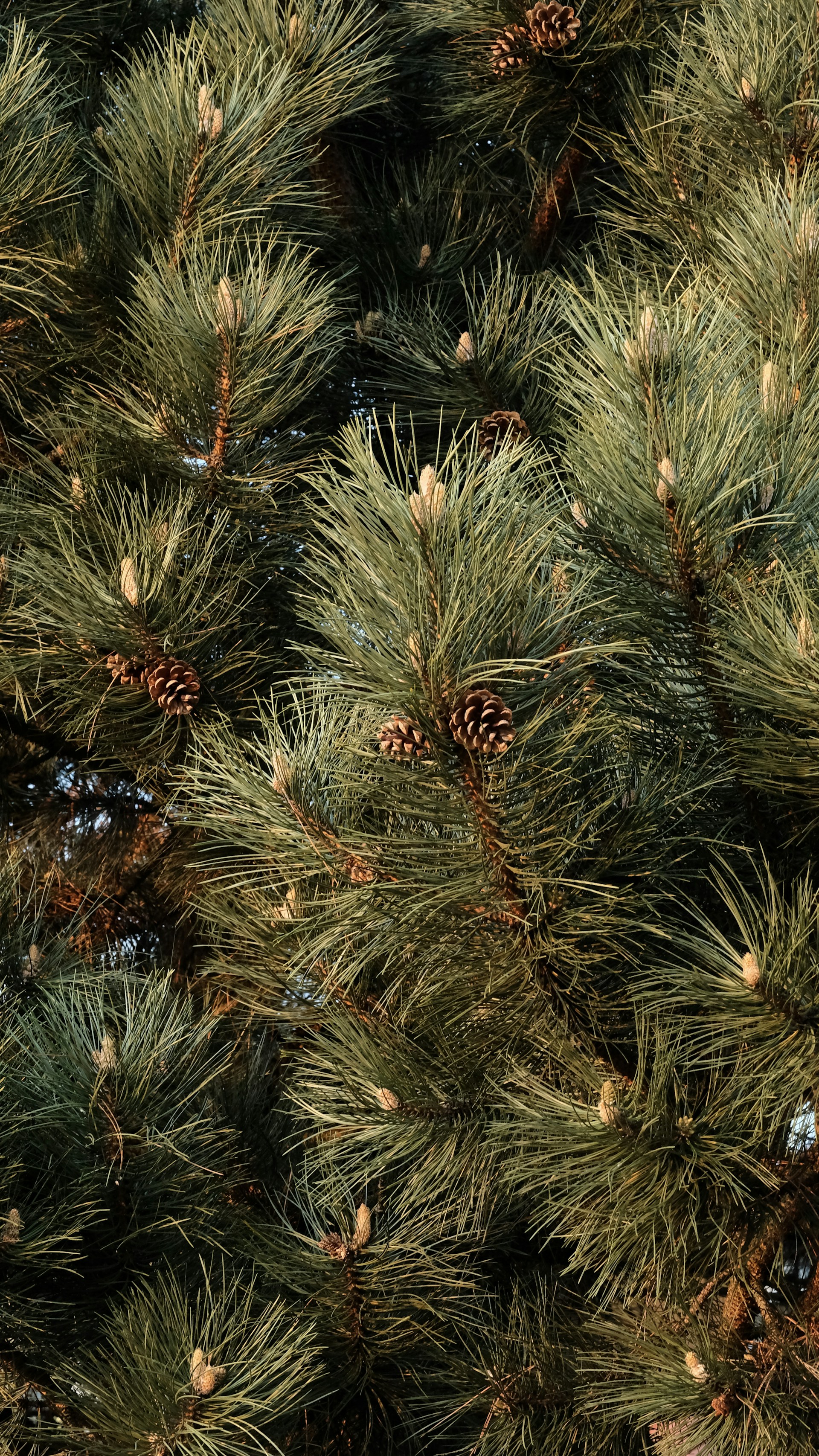 a bird perched on top of a pine tree