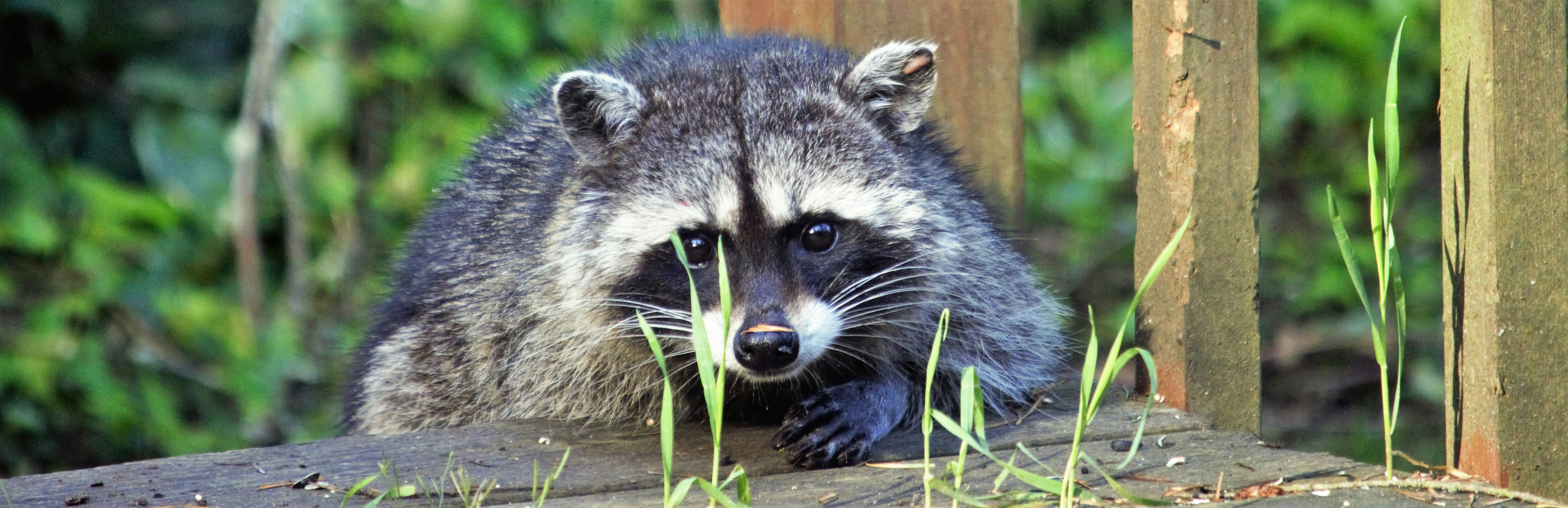a raccoon standing on top of a wooden fence